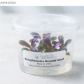 Cây Bucephalandra Brownie Ghost In-vitro Sạch Ốc