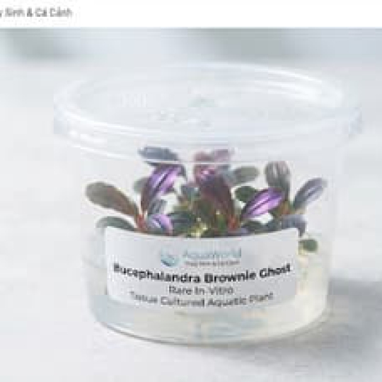 Cây Bucephalandra Brownie Ghost In-vitro Sạch Ốc