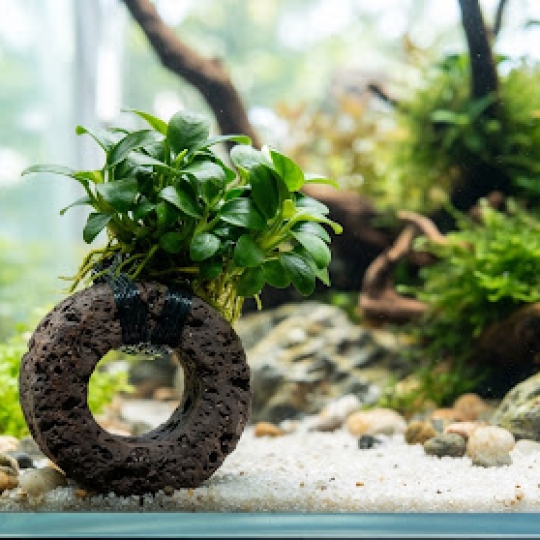 Cây Ráy Nana Petite Gắn Giá Thể Gốm